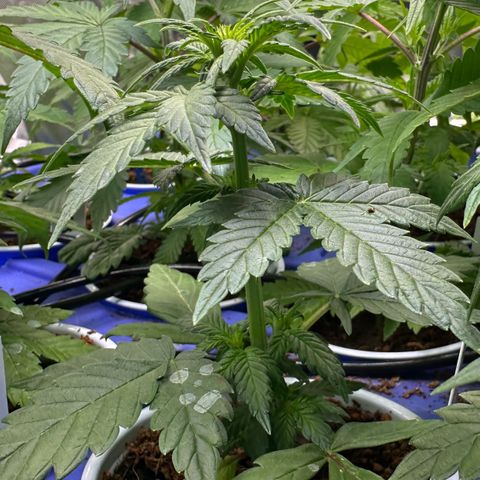 Auto Think Different  #3 growlog photo: Transplanted into 3 gal