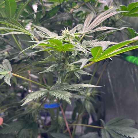 Misc x (LA Kush x Zkittles) #37 42.26g growlog timeline photo