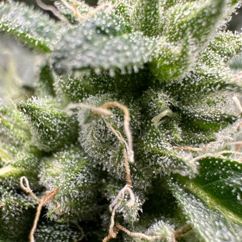 CxLAZ #06 growlog timeline photo
