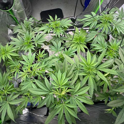 CxLAZ #16 50.72g growlog timeline photo