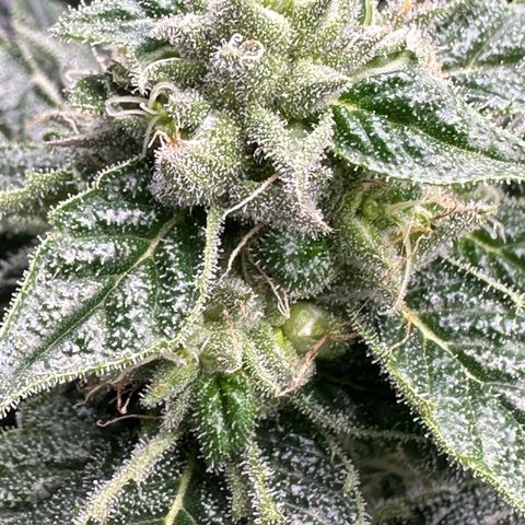 Misc x (LA Kush x Zkittles) #26 60.7g growlog timeline photo