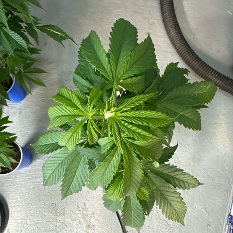 MiscxLAZ #22 C 42.33g growlog timeline photo