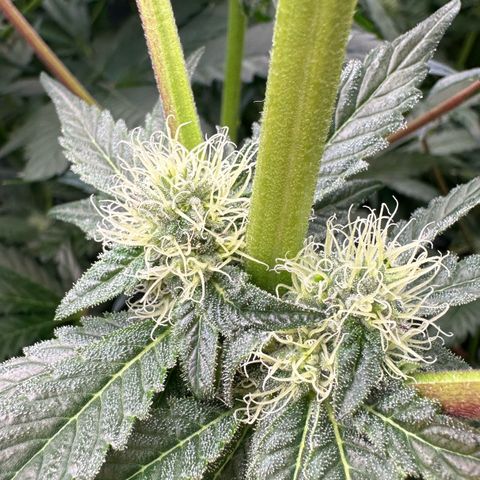 Misc x (LA Kush x Zkittles) #10 growlog timeline photo