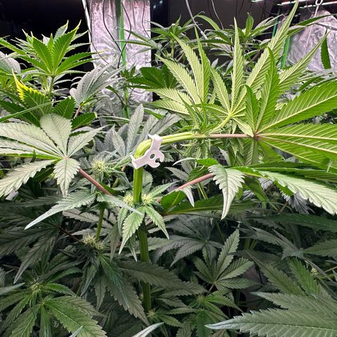 CxLAZ #16 50.72g growlog photo: Top training 