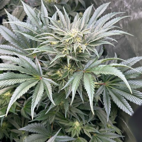 Misc x (LA Kush x Zkittles) #37 42.26g growlog timeline photo
