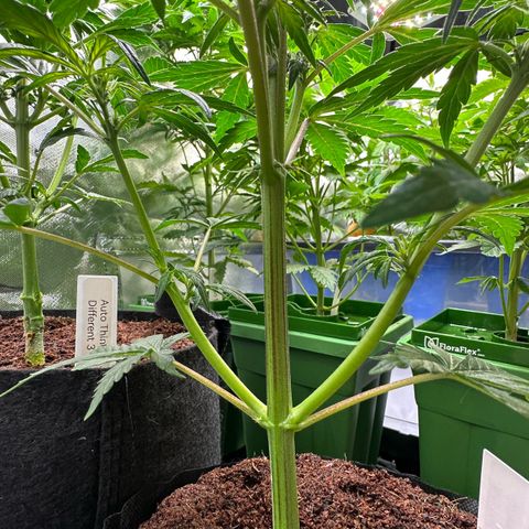 Auto Think Different  #1 growlog timeline photo