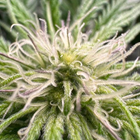 CxLAZ #16 50.72g growlog timeline photo