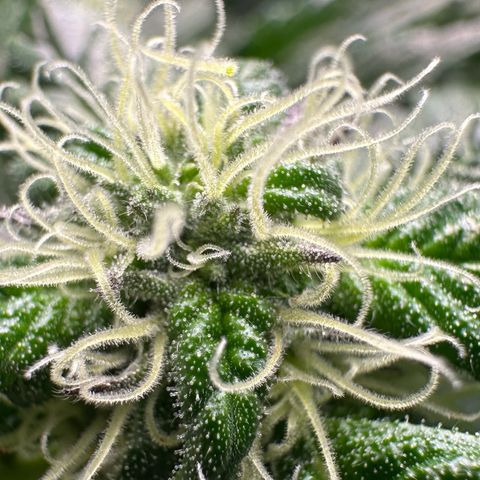 Misc x (LA Kush x Zkittles) #35 28.55g growlog timeline photo