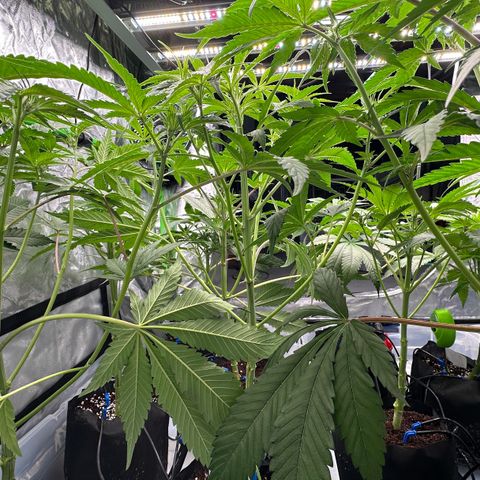 CxLAZ #16 50.72g growlog timeline photo
