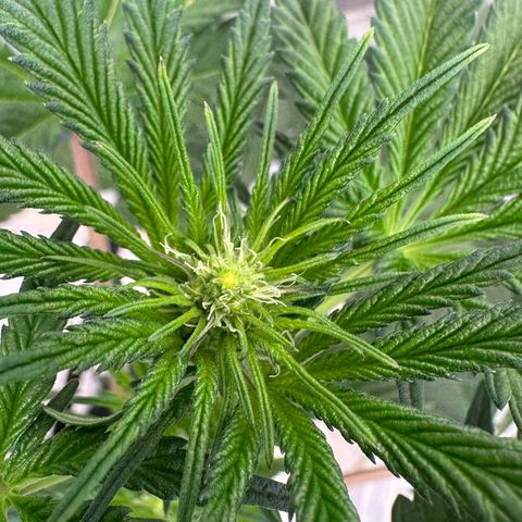 CxLAZ #16 50.72g growlog timeline photo