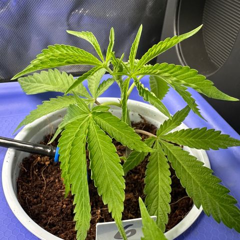 Shaman growlog timeline photo