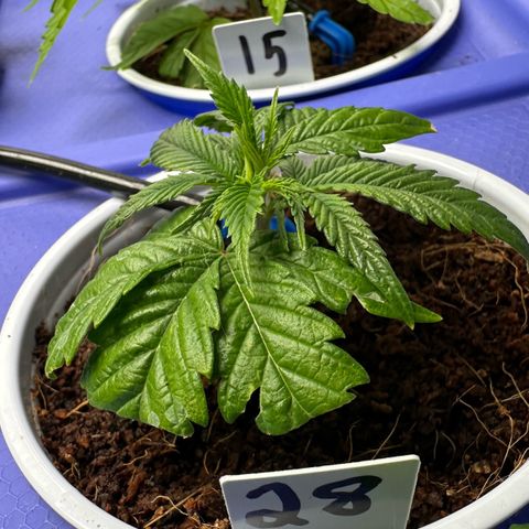 Shaman growlog timeline photo