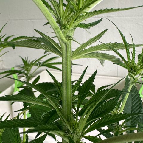 CxLAZ #16 50.72g growlog timeline photo