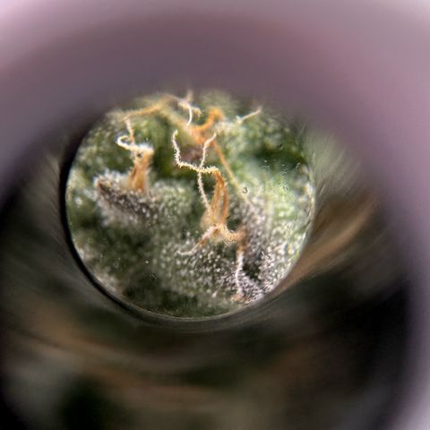 CxLAZ #16 50.72g growlog timeline photo