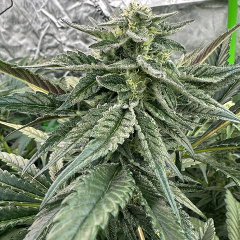 Misc x (LA Kush x Zkittles) #22 34.14g growlog timeline photo