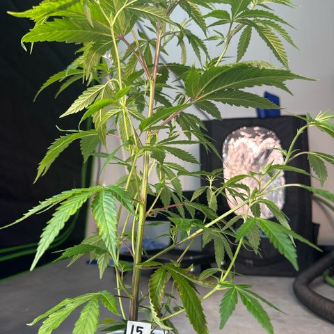 CxLAZ #15 C #1 growlog timeline photo