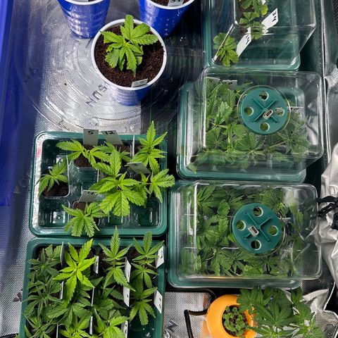 Shaman growlog timeline photo