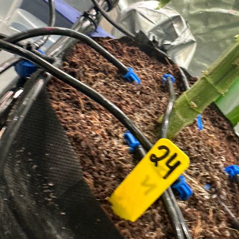 CxLAZ #24 37.13g growlog timeline photo