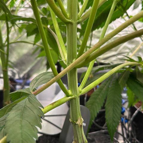 Misc x (LA Kush x Zkittles) #10 growlog timeline photo