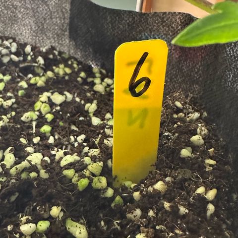 CxLAZ #16 50.72g growlog photo: Lollipoped