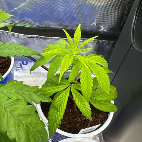 MiscxLAZ #26 C #2 growlog timeline photo