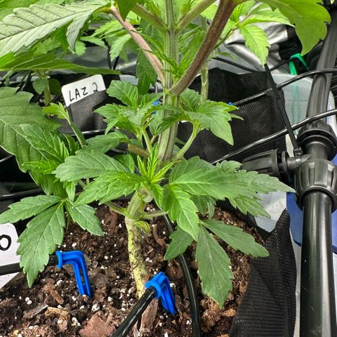 CxLAZ #16 50.72g growlog timeline photo