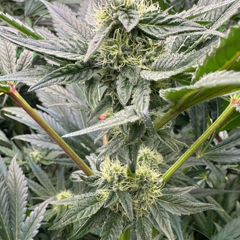 Misc x (LA Kush x Zkittles) #10 growlog timeline photo
