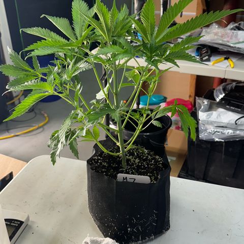 CxLAZ #16 50.72g growlog photo: Lollipoped