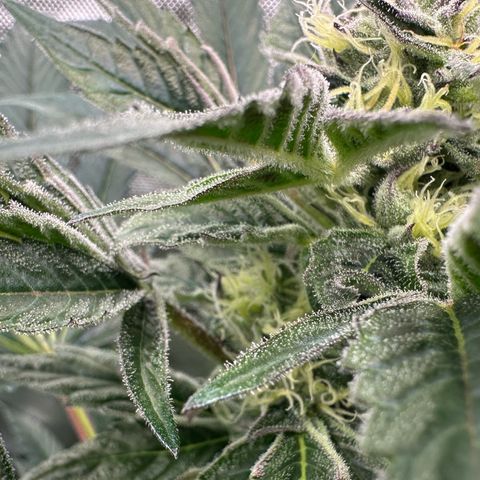 Misc x (LA Kush x Zkittles) #37 42.26g growlog timeline photo