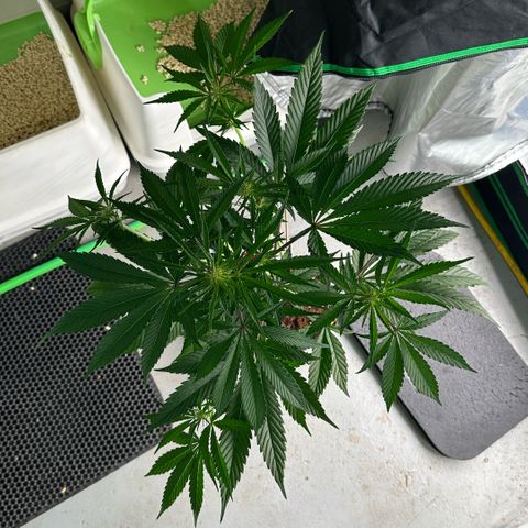 CxLAZ #16 50.72g growlog timeline photo