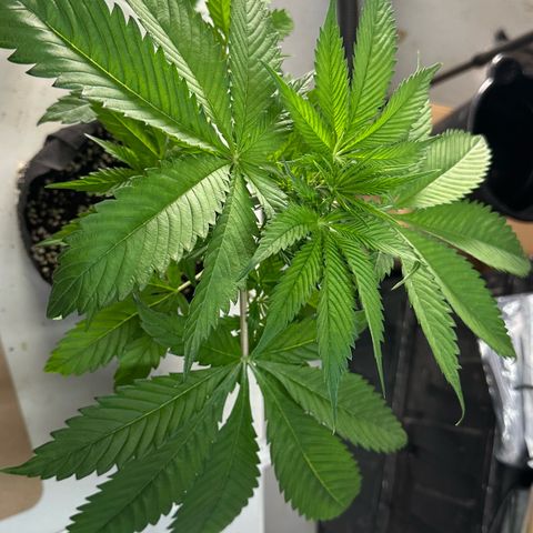 CxLAZ #16 50.72g growlog photo: Lollipoped