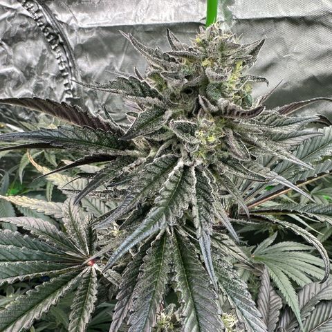 Misc x (LA Kush x Zkittles) #22 34.14g growlog timeline photo