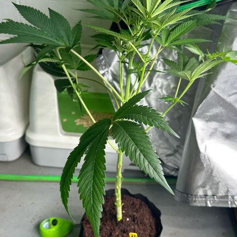 CxLAZ #16 50.72g growlog timeline photo