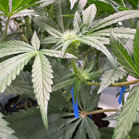 CxLAZ #16 50.72g growlog photo: Pollenated bud site