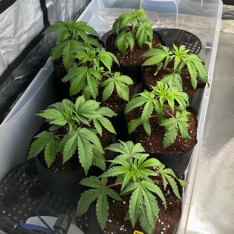Misc x (LA Kush x Zkittles) #26 60.7g growlog timeline photo