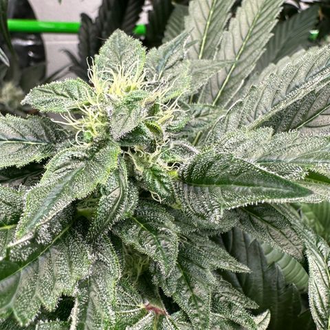 Misc x (LA Kush x Zkittles) #04 10.54g growlog timeline photo