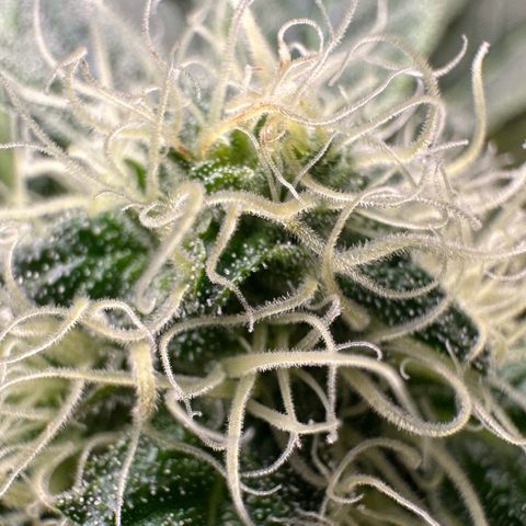 CxLAZ #20 13.7g growlog timeline photo