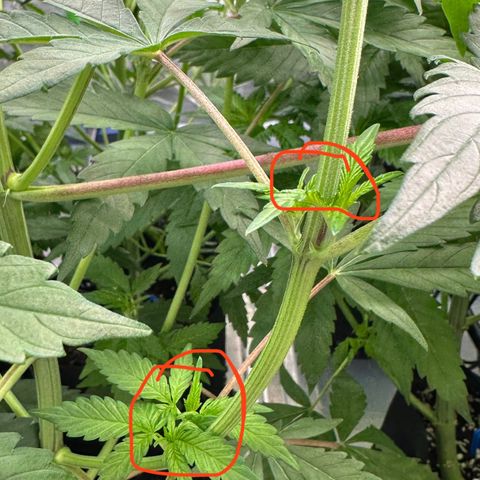 CxLAZ #16 50.72g growlog timeline photo
