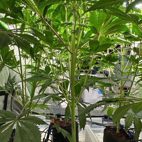 Misc x (LA Kush x Zkittles) #27 33.12g growlog photo: Trained top 