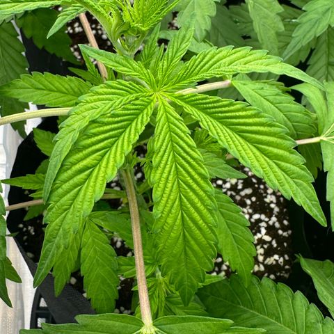 Misc x (LA Kush x Zkittles) #26 60.7g growlog timeline photo