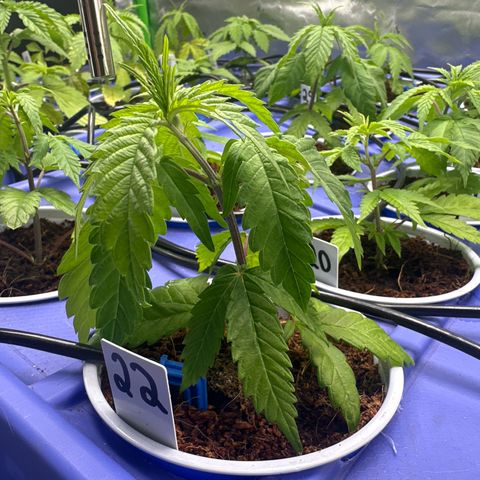 MiscxLAZ #22 C 42.33g growlog timeline photo