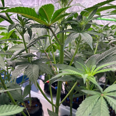 CxLAZ #16 50.72g growlog timeline photo