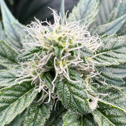 CxLAZ #16 50.72g growlog photo: Stacking nicely 9 heads