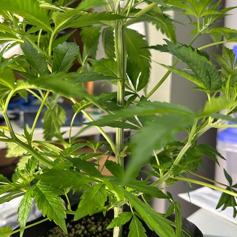 CxLAZ #16 50.72g growlog photo: Lollipoped