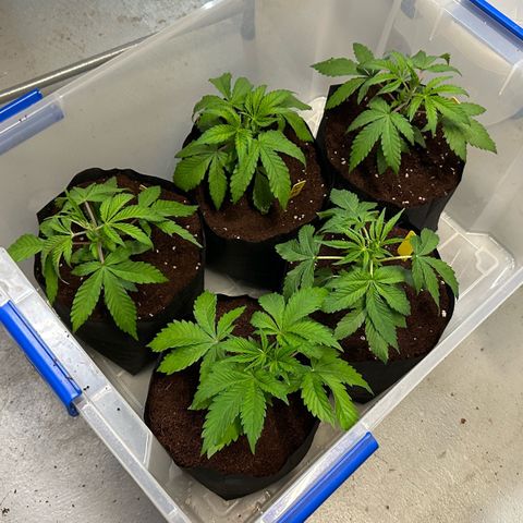 Misc x (LA Kush x Zkittles) #26 60.7g growlog timeline photo
