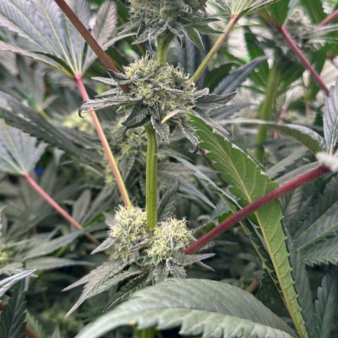 Misc x (LA Kush x Zkittles) #10 growlog timeline photo