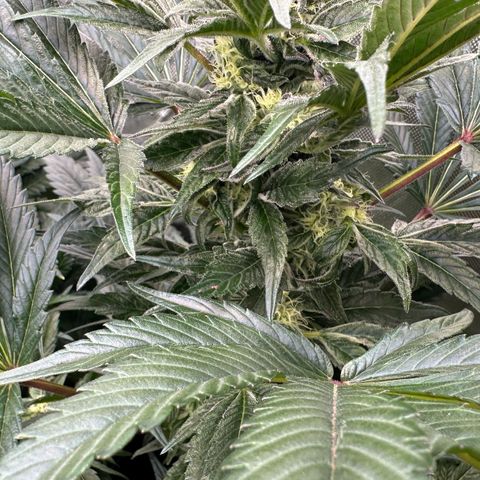 Misc x (LA Kush x Zkittles) #37 42.26g growlog timeline photo