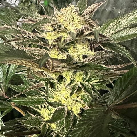 Misc x (LA Kush x Zkittles) #37 42.26g growlog timeline photo