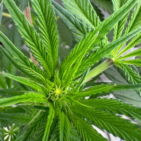 CxLAZ #16 50.72g growlog timeline photo