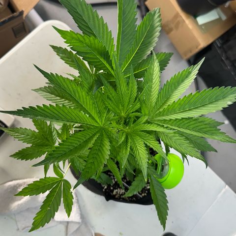 CxLAZ #16 50.72g growlog photo: Lollipoped